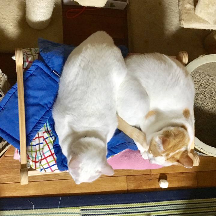 2a6a28d6 fc8f 4495 99f6 1ce63210fc49