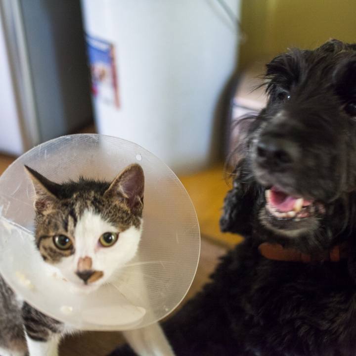 2a72082c 9916 4ee0 b308 08bb8cdeb89a