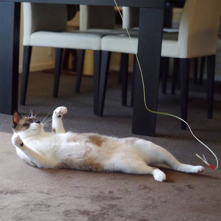 2a8295a7 a249 42aa 8be9 d87206f1ed8f