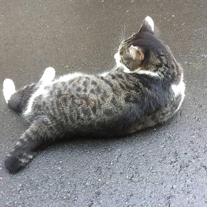 2a87b389 c462 4cfd afb1 52e13de540db