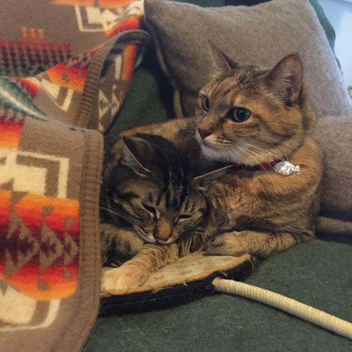 2a8cfe70 ac76 433f 901b 9fc5f9ca7209