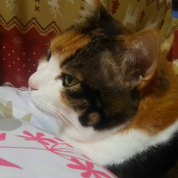 2a90db71 b1b0 4aed 87f0 5b9176ca63a0