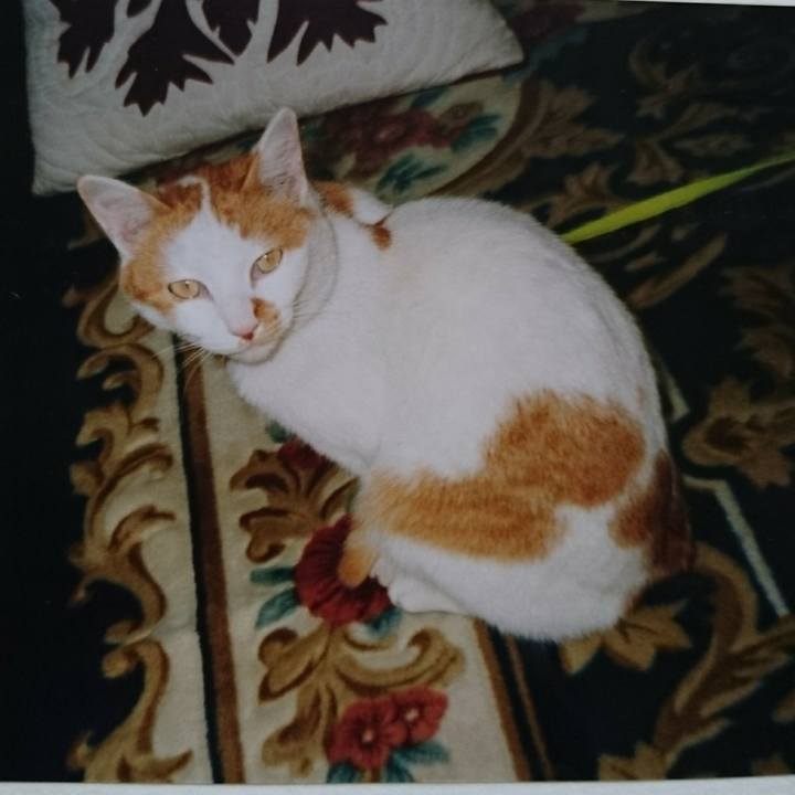 2aa6ce83 aa0d 4d4a 9df3 3c3d83a64fc8