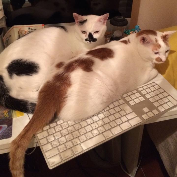 2ac53bb7 f8a5 46a8 91a0 98da83d9e1ec