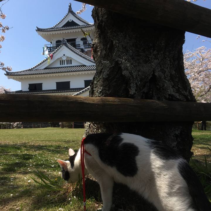 2ac6f3ae 0b8e 4614 a256 7ba2bc6549fd