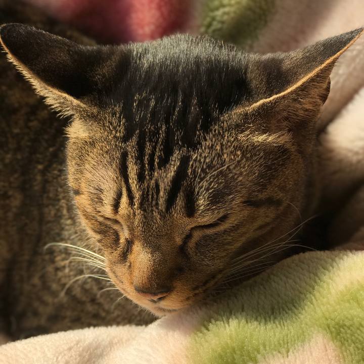 2acb0eae c2ce 46a9 aabd 1fa591d9594e