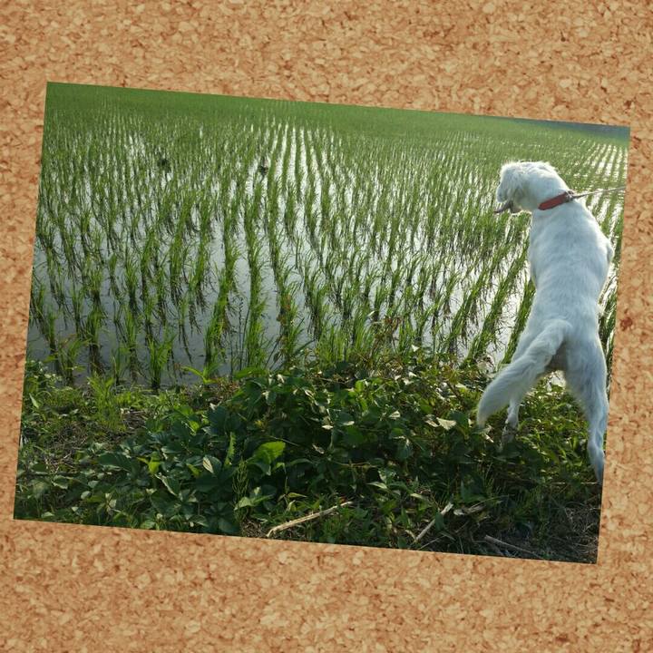 2acba1f4 6238 4ba5 bacf 1a0ce74c84fc