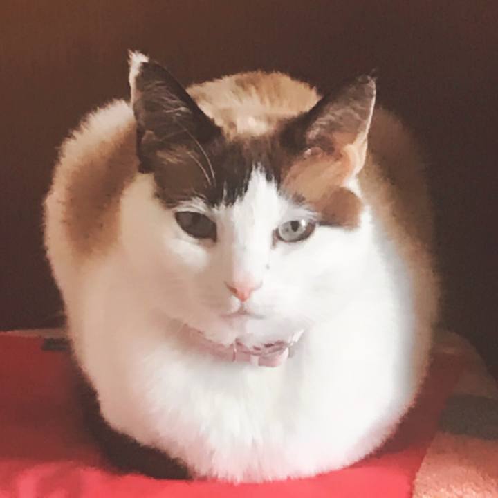 2ae4b677 8beb 409f a1ac a5d8c1c8a552