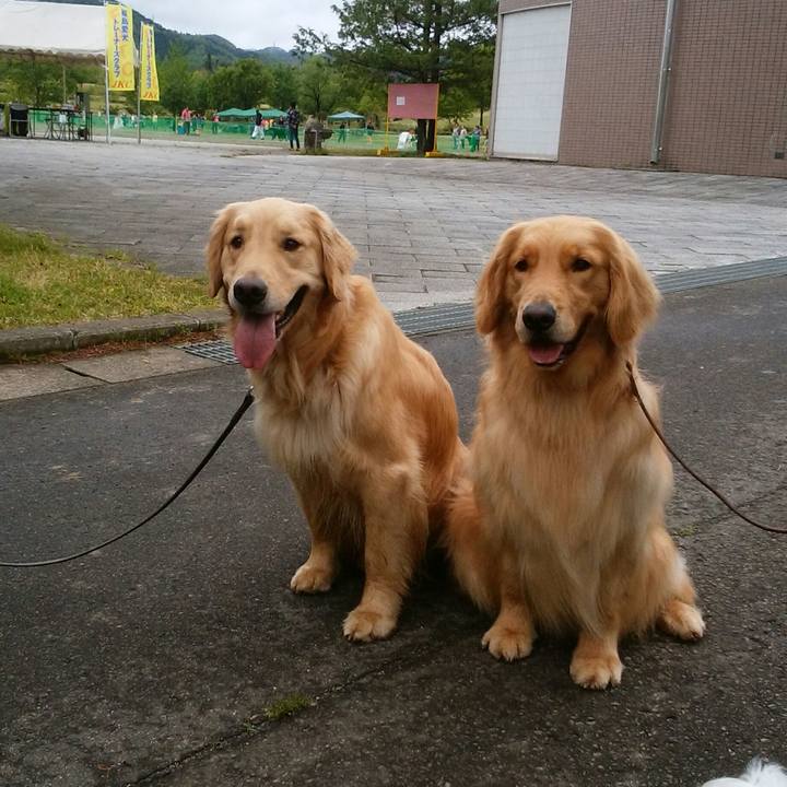 2af52721 1161 403e bae8 5c1c6ac06f51