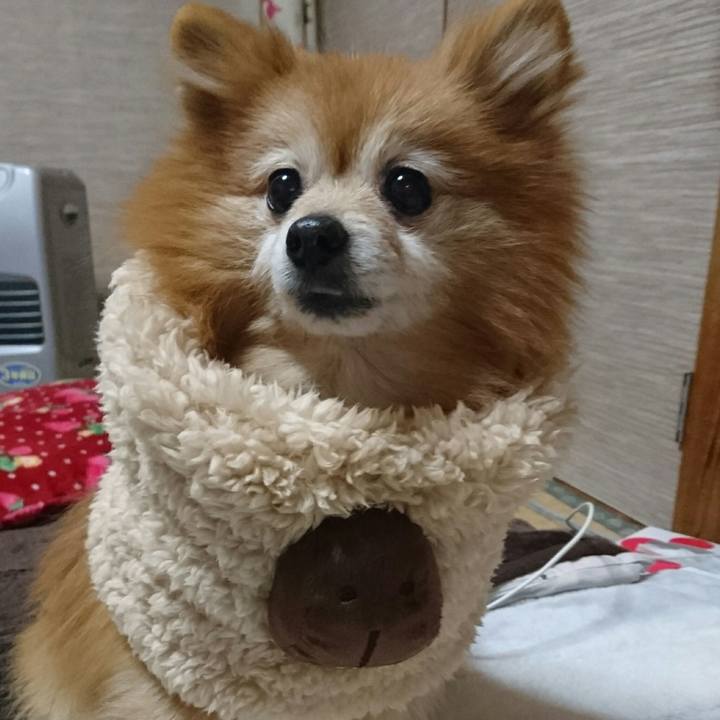 2af78b54 4431 4efd a174 eab598be054f