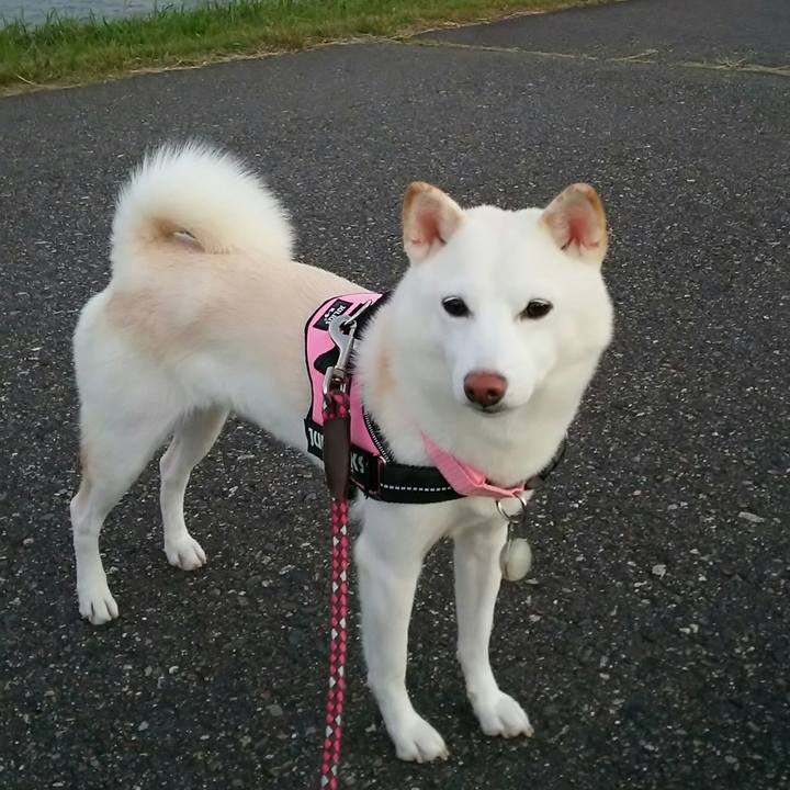 2b15e9f0 4afe 4b60 bfbc de84d8838567