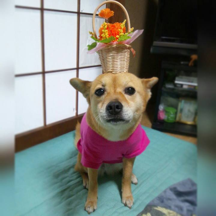 2b1a81a1 6738 43cf 8d1d f08734692c47