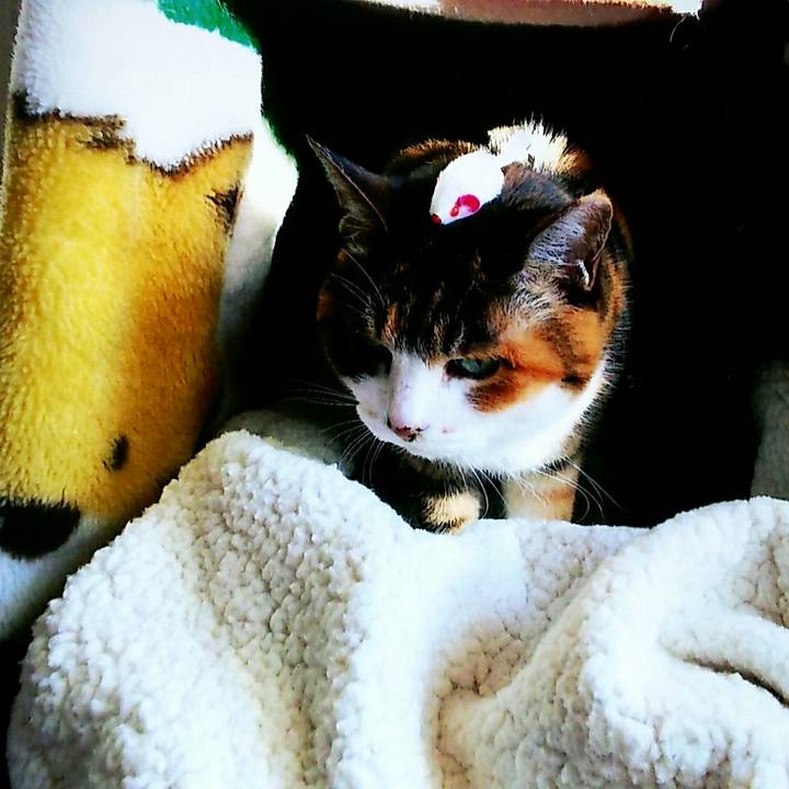 2b25ea50 8ff5 485a 9993 4e9ecd3206de