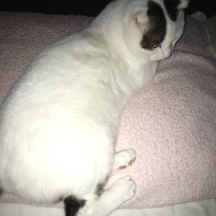 2b2c65fc be05 4899 b64b 23ff5ee6023f