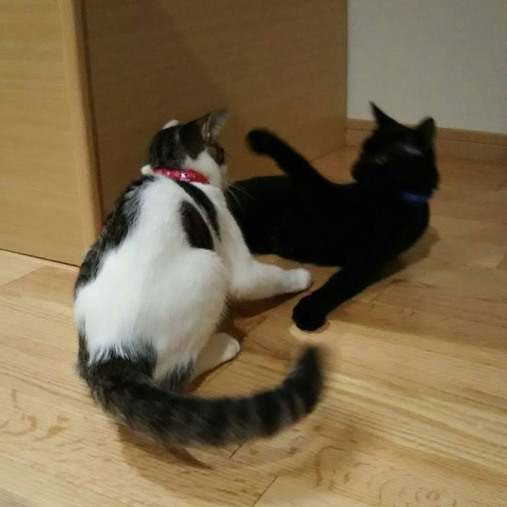 2b2c97cc 1a1e 4acf 88d2 d870c2d51c29