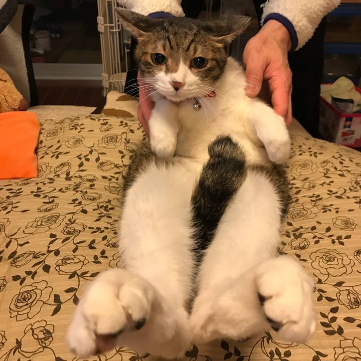 2b38a848 66c4 44f8 93b8 2823ed7e385d