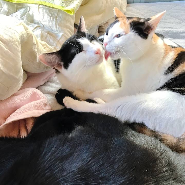 2b3cbd2c 8d9a 46b4 828f 51cf871ed74a