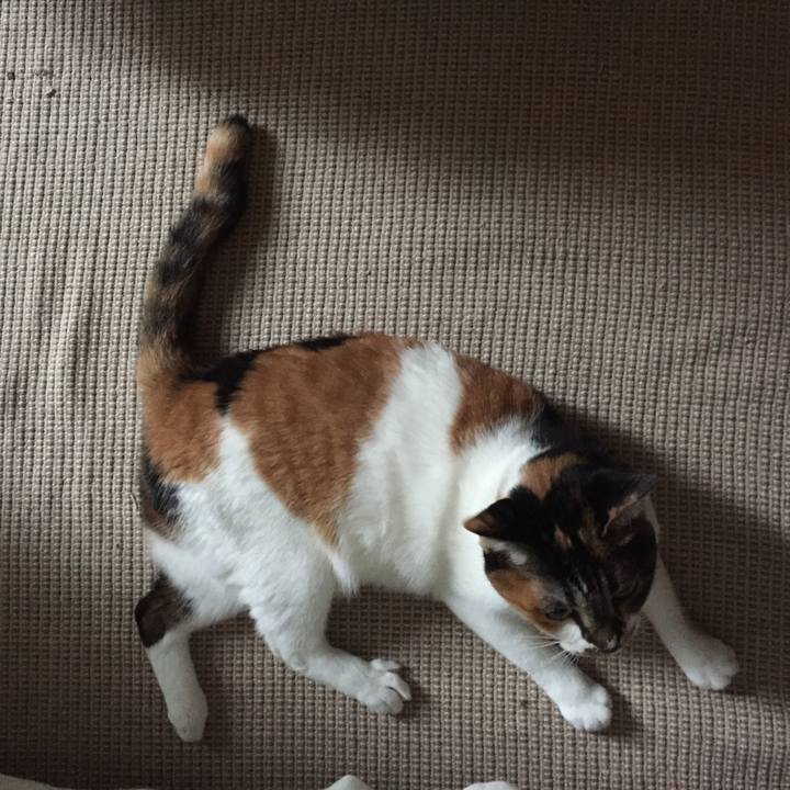 2b4381a4 f38c 4183 acff cecd7d83aa20