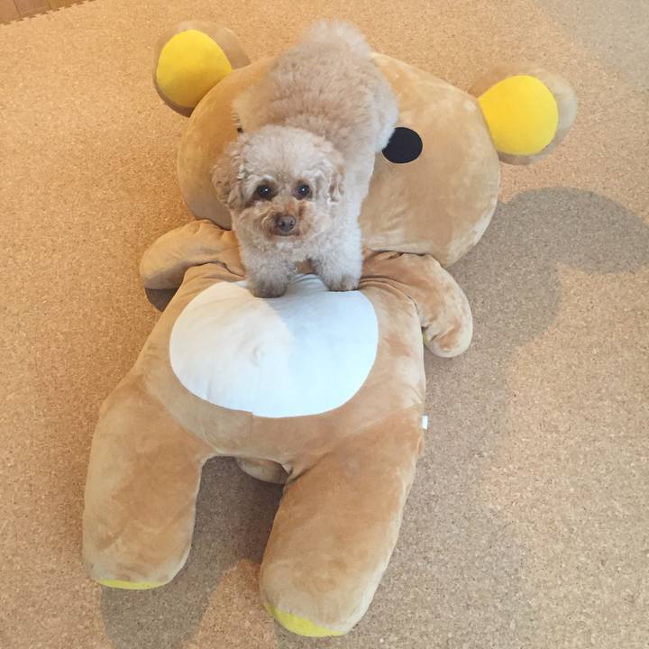 2b439506 8200 4c9f b795 88479dc547d6