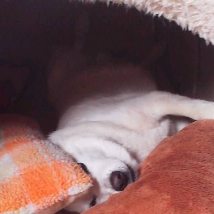 2b55ace3 b8ee 482c ada9 a047a69fef1c