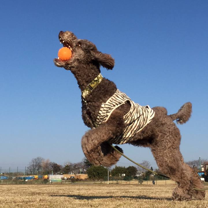 2b572b2e ab58 4863 8951 52365ea708ef