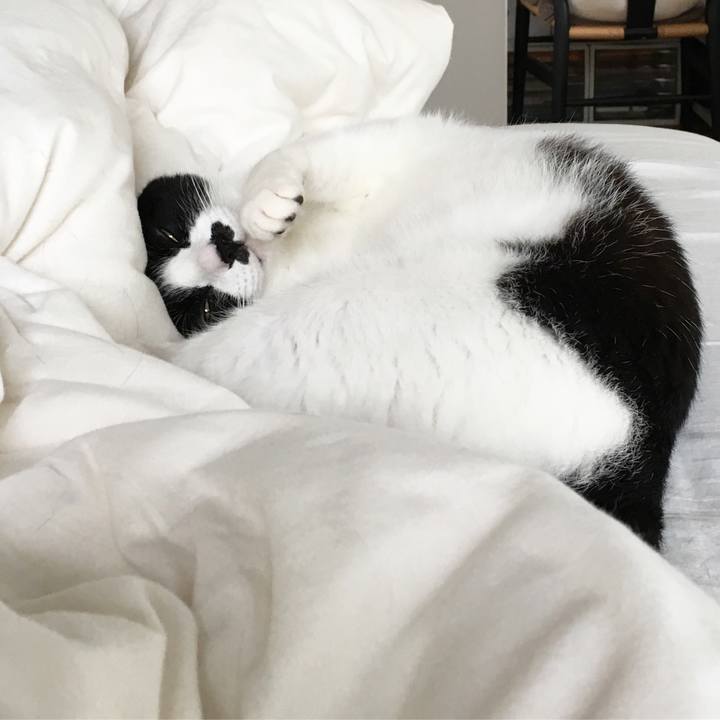 2b5ccc6b 8e3c 4316 841c 766c9eee211d