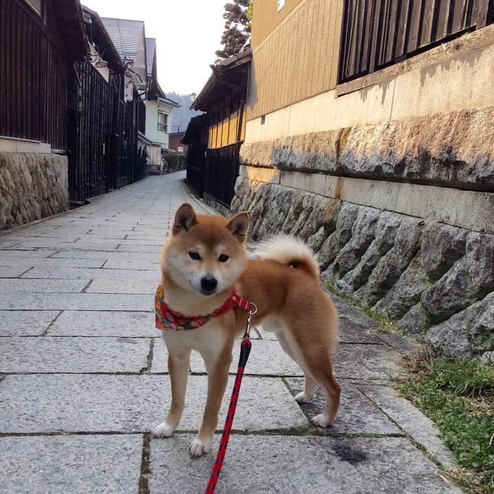 2b5d5464 375a 4e33 b466 02b12b2d8b0b