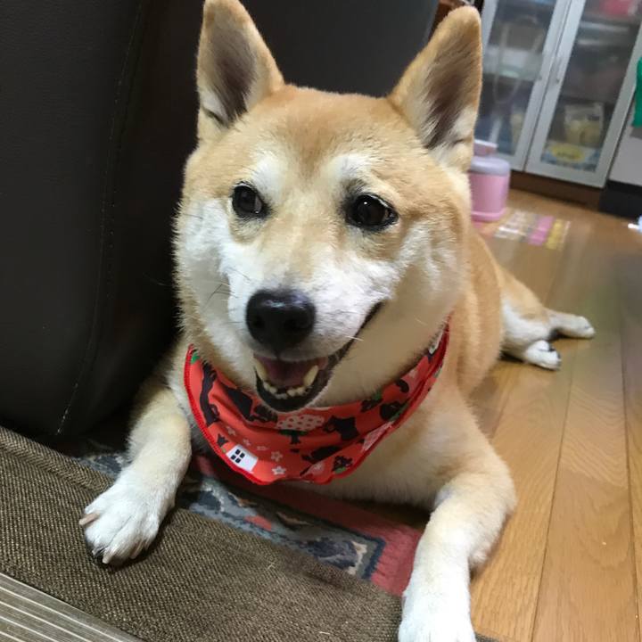 2b6817e2 cf9f 45dc 8309 7f2ffa38e3a8