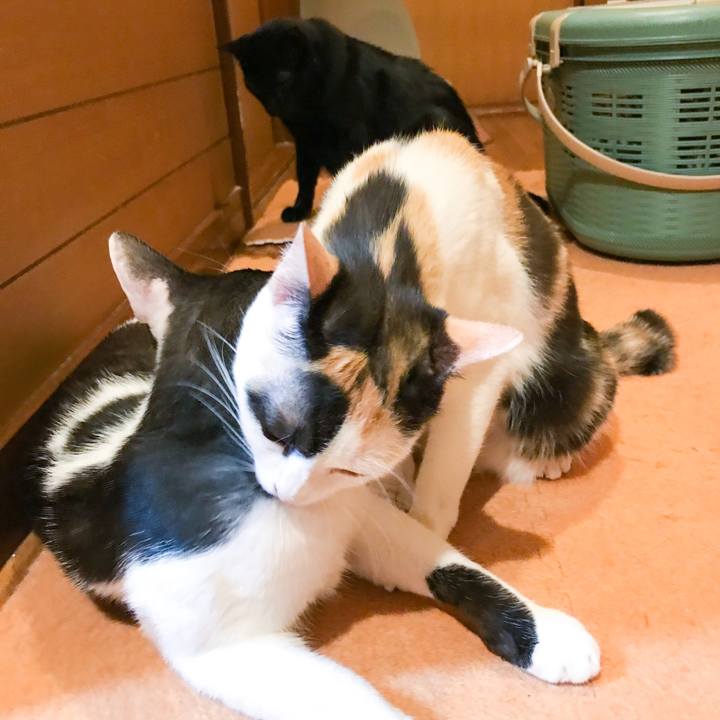 2b73eb9b c623 4956 afbc bbf0a1a6d8c2