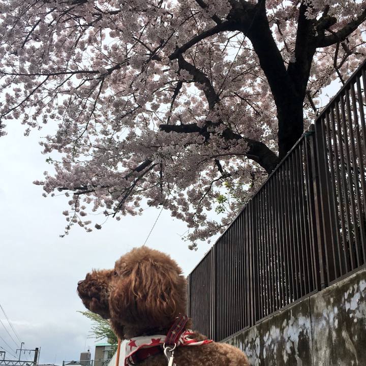 2b78c80c c8a2 47ff a2bd b9dc49136ee4