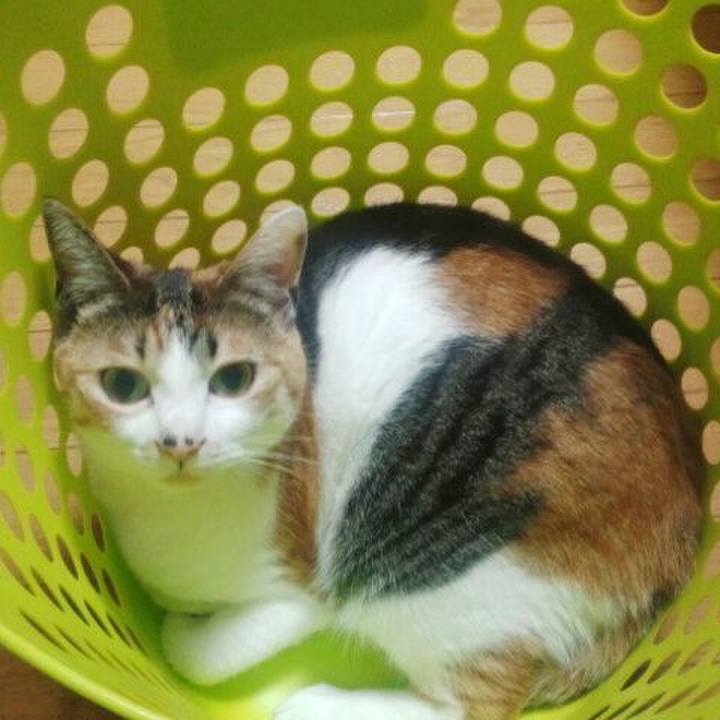 2b7ad482 6bbe 4a54 a632 bdba68438b02