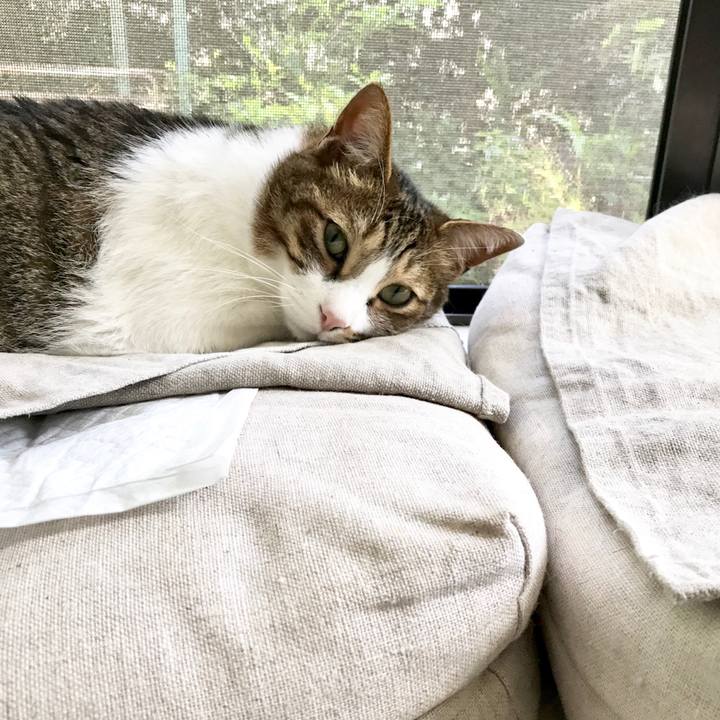 2b7d6d68 c4a5 40e9 88ee a348b796505b