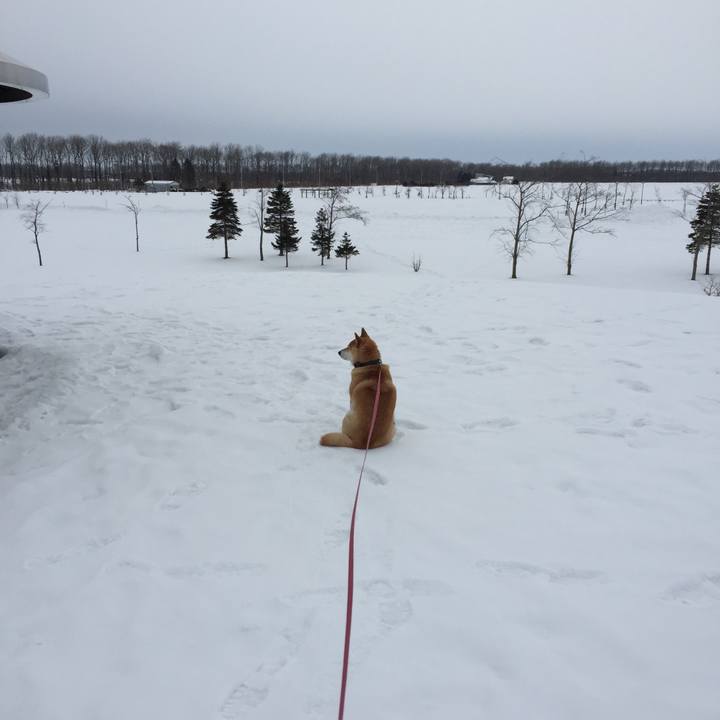 2b818a54 88a0 4d43 bf35 06b8f65751e5