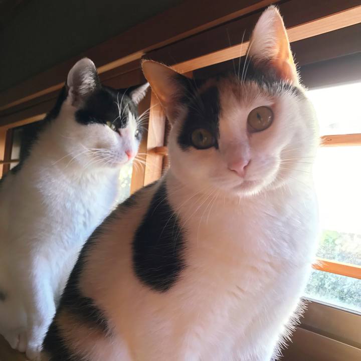 2b87bf2a 45c4 4c34 9eda 830e8759c1a7