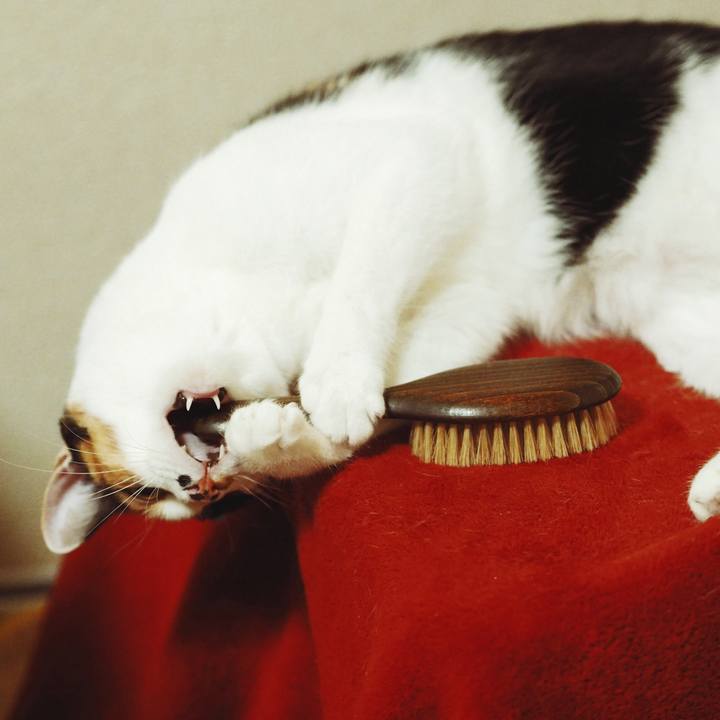 2b8a30e1 33fd 4654 ada8 63ab42cffae4