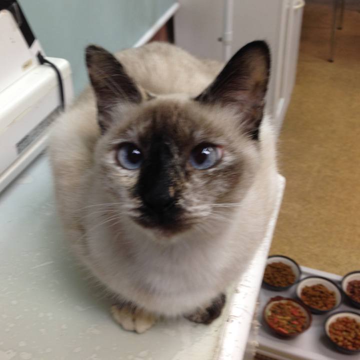 2b8a60ca 9ab2 4f54 ab51 545770776524