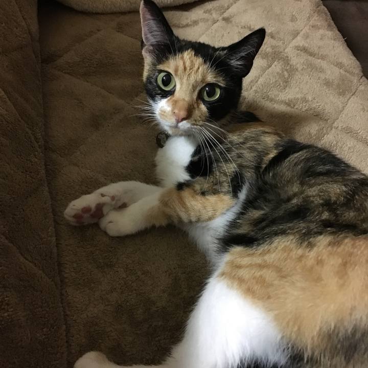 2ba0d6a4 0d5f 45b6 9b27 954ced060ee0