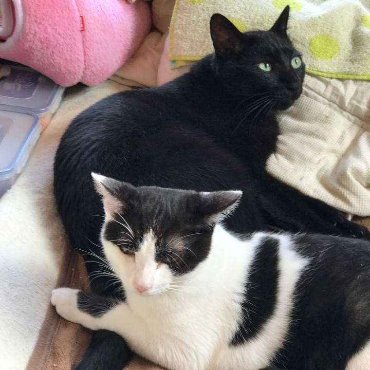 2ba4a2fc 2c96 4ddf bfa9 e32866f8c7e2