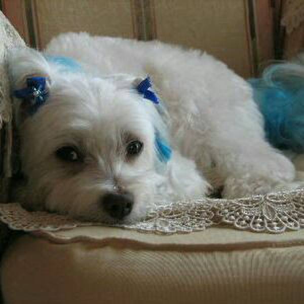 2ba84a2e f7ae 4599 9a0c 39b8c0d375b6