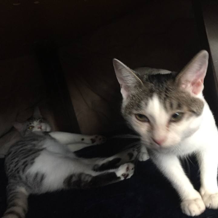 2bae3800 054c 45b4 ac7a 630eced11d76