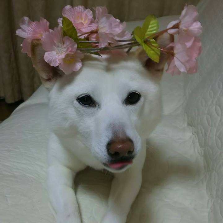 2bce26f0 5598 4808 89a7 e5dfdb14d6f2