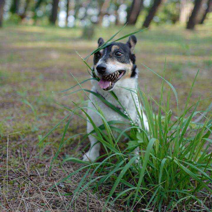 2bce4eaa e69f 46c4 9d54 90be9703275d