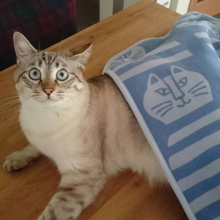 2be673a1 319c 4415 8b5d 4bed6a41ee86