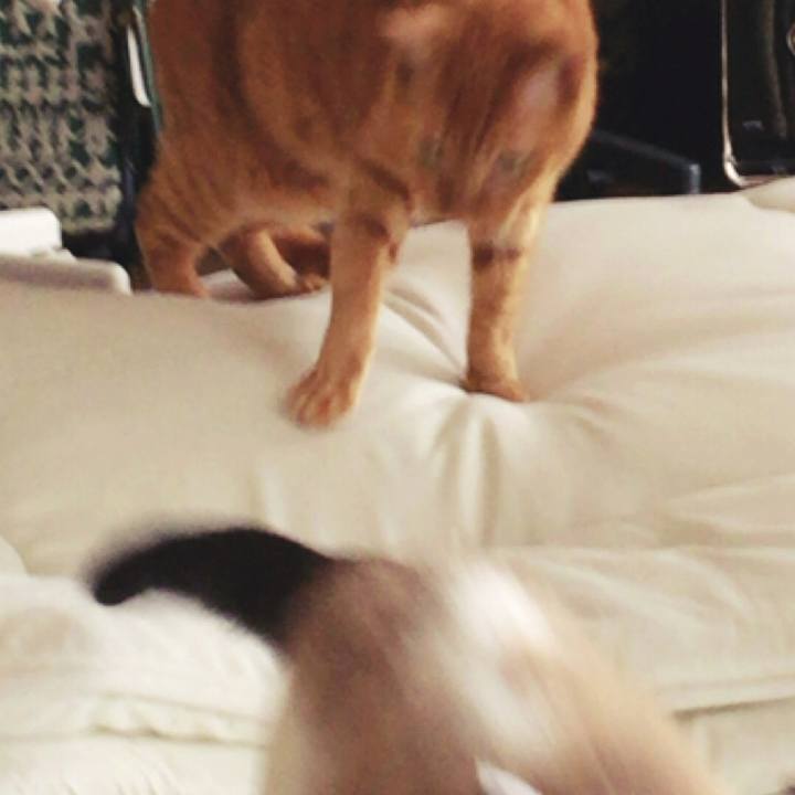 2befe8e8 4e9b 4935 9e74 95b4de657e9a