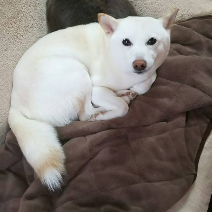 2bf4a2e4 b91b 4d8f 9cd4 a3c0fcb477c9