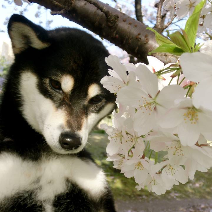 2bf58ad5 d69e 4114 8ba9 2ebc2bd28507