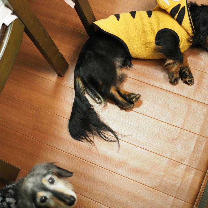 2c06d4d5 1425 4e20 9fcc 8c482519d26d