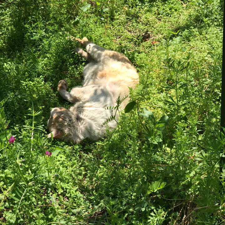 2c0ea706 44da 4e72 9657 b4fb27c13391