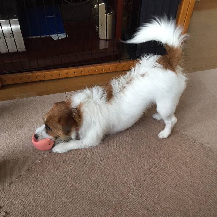 2c185ff2 de0d 4424 ae02 b93f32904552