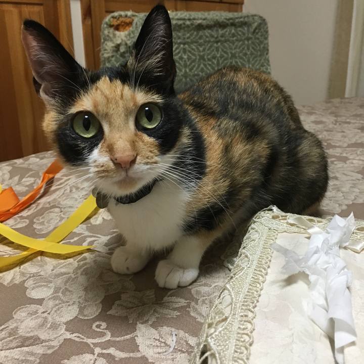 2c1bf31d f18a 4b7e b907 13cce0dabb36